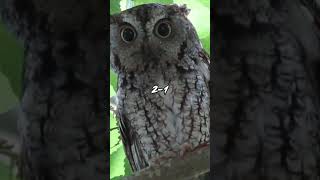 Western Screech Owl vs Eastern Screech Owl shorts [upl. by Marva]