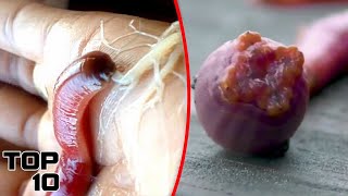 Top 10 Scary Bloodworm Facts [upl. by Kathlene]