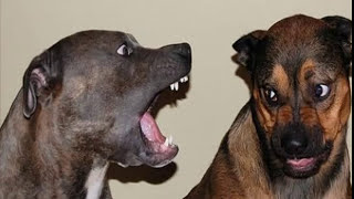 Dog barking sound  Dog Mimicry [upl. by Gannie]