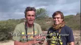 Birding and Fishing Cabo Blanco  Spanish version [upl. by Arlynne]