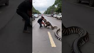 Two men rescue ostrich from giant python [upl. by Nnylarac]