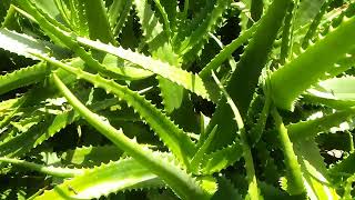 Aloe barbadensis miller vera  Medicinal plants with antioxidant amp antibacterial [upl. by Ahern]