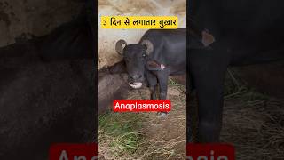 Anaplasmosis in Buffalo veterinary veterinarymedicine Dr Suresh Jangir [upl. by Verine320]