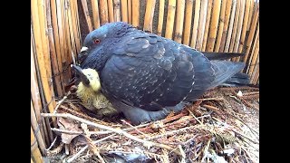 Des bébés pigeons sur mon balcon  Sony Action Cam [upl. by Atinor]