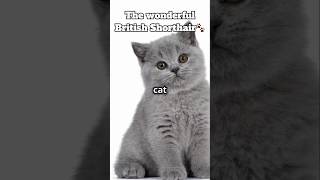 The British Shorthair cat🐾5 reasons they make the best pet britishshorthair catlover pets [upl. by Jillene]