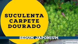 Suculenta Carpete Dourado  Sedum Japonium [upl. by Cami188]