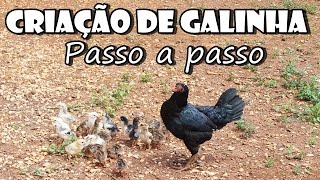 Criação de GALINHA CAIPIRA  passo a passo com Fran Adorno [upl. by Adley]