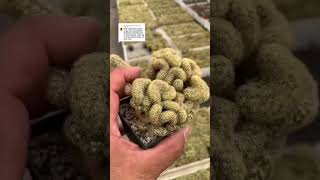 Mammillaria elongata crestada [upl. by Warga]