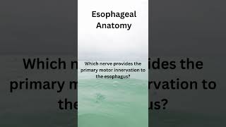 Esophageal Anatomy 7 [upl. by Mcmath93]