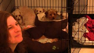 Mill Dog Rescues Molly Polly Dolly and Monster [upl. by Raskin]