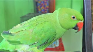 Parrot Chirping Sounds  Natural Parrot Sounds  Parrot Calling Sounds [upl. by Inva]