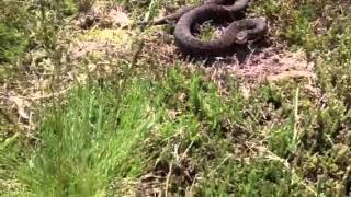 Adder Snake Bite Yateley England [upl. by Ailemap783]