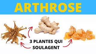 Voici 3 Plantes qui Améliorent le Confort des Articulations [upl. by Leirbag]