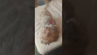 doobydobap funny viral dog cute yorkie dogmom creek excited [upl. by Unders]