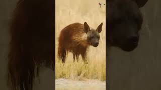 The Deadliest Hyenas in the World  Part 03 hyena [upl. by Firahs]