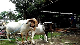 Natural boer goat farming  Goat farming in village [upl. by Hazard910]