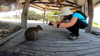 Quokkas on Rottnest Island  Western Australia [upl. by Suravat]