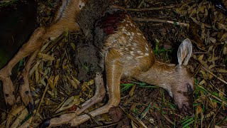 Deer Decomposition  Timelapse 4K [upl. by Werner]