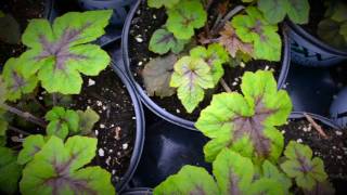 Head Perennial Grower Heuchera for your shade garden [upl. by Ardnik994]