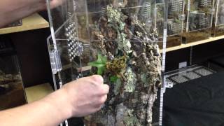 Arboreal Tarantula Enclosure Setup [upl. by Eurydice]