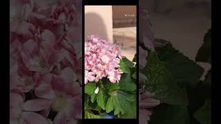 Beautiful pink Cineraria flowers 😍😍 l nature garden floweringplant ytshorts Valleyofflowers [upl. by Odlaumor]