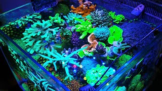 Nano Reef SPS nanoreef reeftank acropora sps reef2reef TropicMarin All For Reef [upl. by Ggerg]