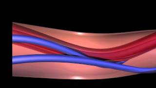 Physiology of FHR Decelerations [upl. by Dermott]