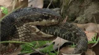 Gross Snake Cannibalism Cotton Mouth Vs Rattlesnake😳💯 [upl. by Danell]