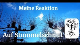 Meine Reaktion auf Stummelschnitt  Apfelbaum schneiden [upl. by Switzer]