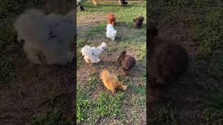 Watch our silkies have fun shorts fyp chicken nature farming viralshorts [upl. by Jezebel915]