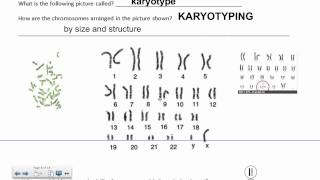 Karyotyping IB Biology [upl. by Gilbye]