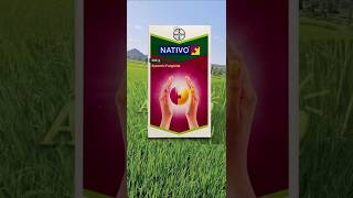 Best fungicide for paddy in telugu1  Nativo Fungicide  Paddy Cultivation [upl. by Arinayed]