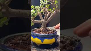 Crea un Bonsái de Jade Crassula Ovata [upl. by Pace]