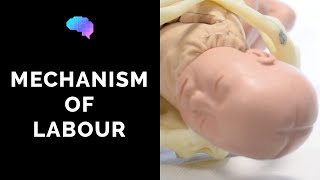 Mechanism of Labour amp Fetal Positions  OSCE Guide  UKMLA  CPSA [upl. by Enelrahc450]