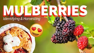 Mulberries Identification Harvesting amp Uses [upl. by Barna735]