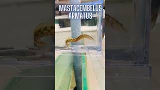 🐍🐟💦 Mastacembelus Armatus per il tuo acquario [upl. by Eiclud]