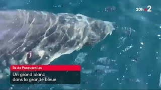 🇫🇷 🦈 Var  un grand requin blanc aperçu au large de Porquerolles [upl. by Anigroeg]