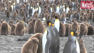 Antarctique  Un éden dans les froids glaciaux [upl. by Linus]