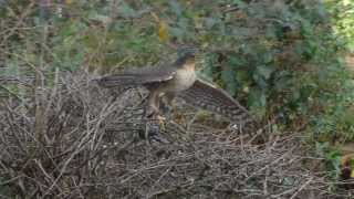 Sparrowhawk catches another Starling  1 [upl. by Atinat991]