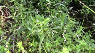 Persicaria punctata Dotted Smartweed [upl. by Rhodie860]