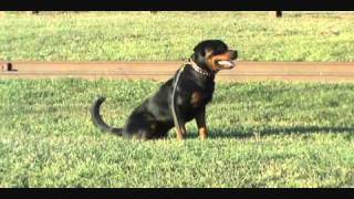 Rottweiler Schutzhund Training [upl. by Ynots363]