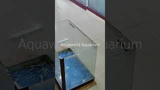 moulded aquarium dismantling its frame for regumming youtube aquariumgallery aquariumfishfish [upl. by Lorre]