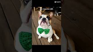 crash the freelance bulldog bulldog funny cute pets puppy [upl. by Holland]