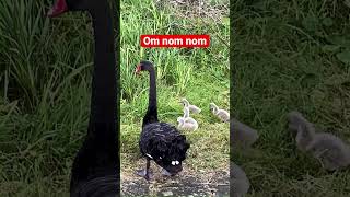 Baby swans eat snack 😍🥹 birds birdwatching swans [upl. by Wanyen272]