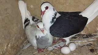 Franconian breeder pair  فرینکونین بریڈر جوڑا [upl. by Hurst961]