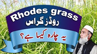 Feasibility of Rhodes grass as fodder  Crop Reformer [upl. by Riehl260]