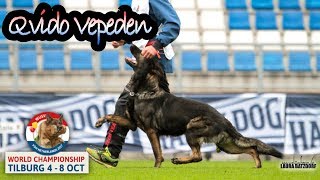 WUSV 2017 Vaclav Ouska Qvido Vepeden B Obedience 96pts [upl. by Weikert125]