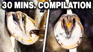 Farrier ASMR Hoof Cleaning Compilation [upl. by Charin]