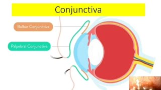 Conjunctival anatomy and physiology explained [upl. by Ynnod]