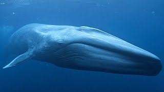 Blue Whale  The Largest Animal In The World  Documentary EnglishHD [upl. by Kcirttap]